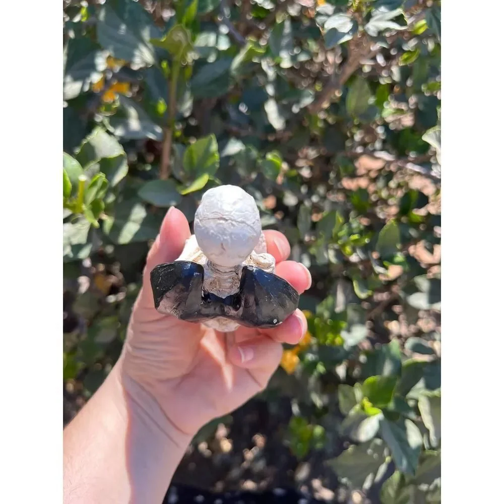 Sitting Skeleton with Bat Wings Statue 3.85